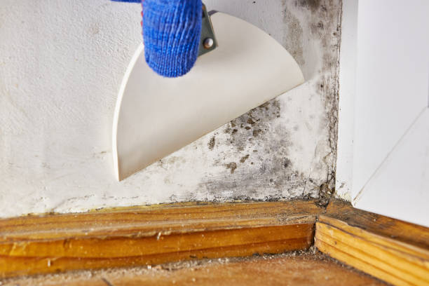 Best Comprehensive Air Testing for Mold Contaminants  in Kingston Springs, TN